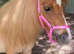 Stunning Red Dun Shetland Mare For Sale