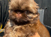REDUCED male green eyed imperial Kardashi lines