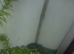 Black rilli shrimp juveniles