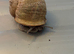 Rare pair of leucistic Garden snails - light colour (Cornu aspersum/Helix aspersa)