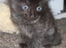 4 beautiful kittens