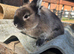 Handsome Netherland Dwarf Buck