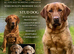 Beautiful KC Fox Red Labrador Puppies