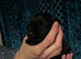 Labrador Puppies