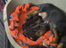 7 miniature dachshunds