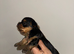 Beautiful Yorkshire terrier boy