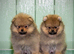 Beautiful Pomeranian Boys