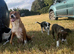 Welsh sheep dog puppies