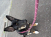 Mixed breed little dog