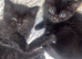 Kittens for sale