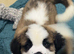 Saint Bernard Puppys for sale