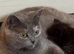 Half british shorthair kittens