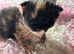 Pure Maine coon kittens for sale