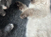 Blue mitted girl and seal point boy