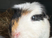 Intact boars