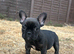 French Bulldog Puppies