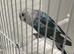 Ring number 60 red ring 2024 bred OPALINE SKY BLUE MALE BLACKWINGS