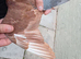 Chocolate Melueman cock 2026