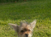 Beautiful wee female Yorkie ready for their forever home