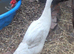 Mixed ducks