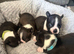 Boston Terrier Puppies