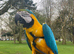 Male blue and gold macaw