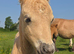 PALOMINO MUSHROOM SPSBS reg. mini colt foal