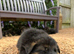 Beautiful Family-Raised German Shepherd Puppies
