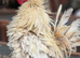 Serama frizzle Cockerell