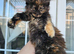 Mainecoon ×Siberian