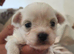 Malchipoo Puppies 3 Females