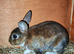 3 mini rex rabbits