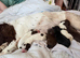 Sprocker puppies for sale