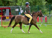 Welsh Section B Mare