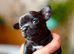 Gorgeous Black Blue Chihuahua Puppies London N1