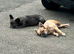 Affectionate KC Registered French Bulldog Girl