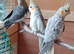 Beautiful baby Cockatiels for sale in WS3