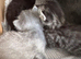 Gorgeous Kittens