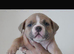 Pocket bully puppies