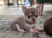 Beautiful quality BLUE/LILAC apple head chihuahuas