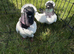 2 pairs of fancy English Nun pigeons