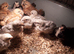Pekin Bantan & Silkie/Pekin hybrid chicks