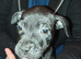 Last 3Staffordshire pups