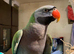 Derbyan Parrot for sale male