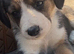 Border collie x beagle pups