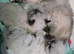 Ragdoll kittens *3 STILL AVAILABLE £500*