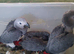 Baby African grey parrots