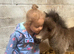 Reg. Miniature Shetland mare, 5yrs,