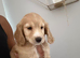Beautiful little f2 cockapoo puppy looking for her forever home