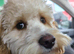 Cockerpoo